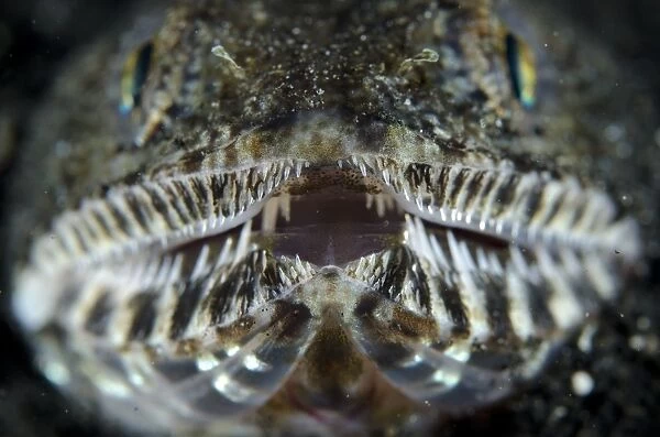 Slender Lizardfish (Saurida gracilis) adult, close-up of head, Lembeh Straits, Sulawesi, Sunda Islands, Indonesia