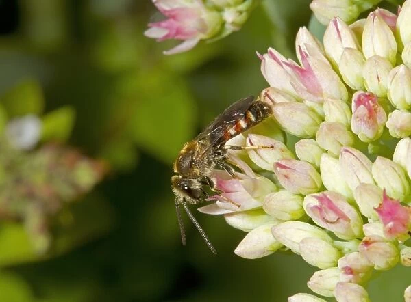 Slender Mining Bee (Lasioglossum calceatum) adult male, feeding on sedum flowers, Norfolk, England, September