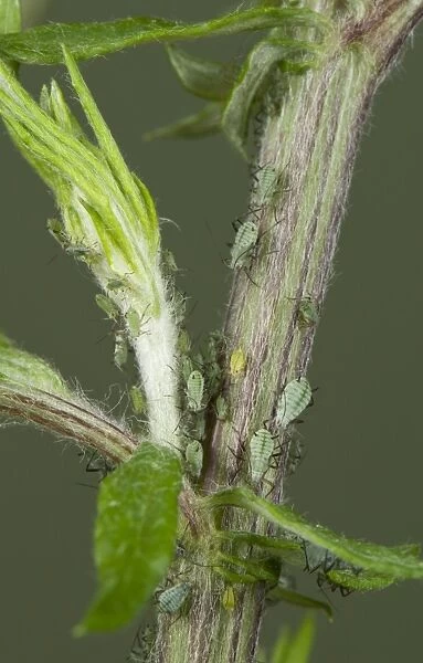 Slender mugwort aphid, Macrosiphoniella oblonga, on wild mugwort plant, Artemesia vulgaris