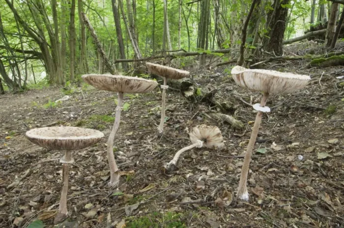 Framed Print : Slender Parasol (Macrolepiota mastoidea) fruiting bodies, growing on floor of coppice woodland habitat, Kent, England Framed Print : Slender Parasol (Macrolepiota mastoidea) fruiting bodies, growing on floor of coppice woodland habitat, Kent, England