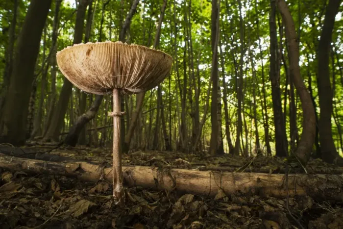 Framed Print : Slender Parasol (Macrolepiota mastoidea) fruiting body, growing amongst leaf litter on floor of coppice woodland Framed Print : Slender Parasol (Macrolepiota mastoidea) fruiting body, growing amongst leaf litter on floor of coppice woodland
