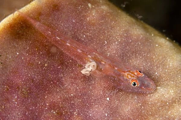 Slender Spongegoby (Phyllogobius platycephalops) adult, with parasite and egg case attached, resting on sponge