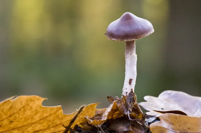 Framed Print : Slender Webcap (Cortinarius casimiri) fruiting body, growing in leaf litter, Brede High Woods, West Sussex, England