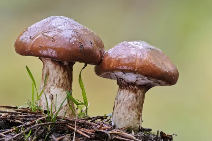 Framed Print : Slippery Jack (Suillus luteus) two fruiting bodies, Clumber Park, Nottinghamshire, England, October