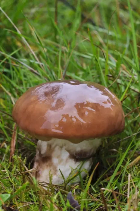 Framed Print : Slippery Jack (Suillus luteus) wet fruiting body, growing in grassland, Clumber Park, Nottinghamshire, England, October Framed Print : Slippery Jack (Suillus luteus) wet fruiting body, growing in grassland, Clumber Park, Nottinghamshire, England, October