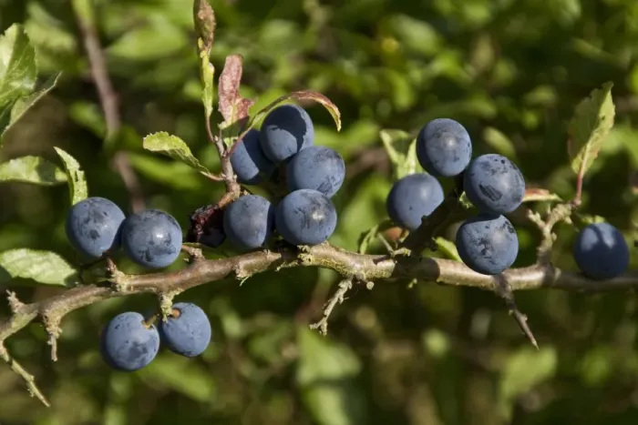Framed Print : Sloe or Blackthorn fruits Framed Print : Sloe or Blackthorn fruits