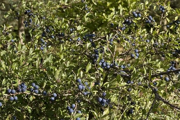 Sloe or Blackthorn fruits in autumn hedgerow