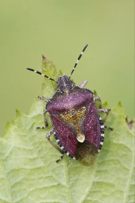 Framed Print : Sloe Bug (Dolycoris baccarum) adult, resting on leaf, Leicestershire, England, may