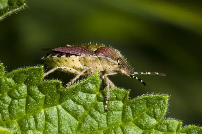 Framed Print : Sloe Bug (Dolycoris baccarum) adult, clambering over nettle leaf, Crossness Nature Reserve, Bexley, Kent, England, may Framed Print : Sloe Bug (Dolycoris baccarum) adult, clambering over nettle leaf, Crossness Nature Reserve, Bexley, Kent, England, may