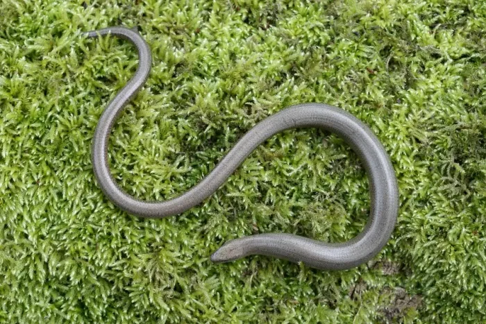 Framed Print : Slow-worm (Anguis fragilis) adult, resting on moss, Warwickshire, England, April Framed Print : Slow-worm (Anguis fragilis) adult, resting on moss, Warwickshire, England, April