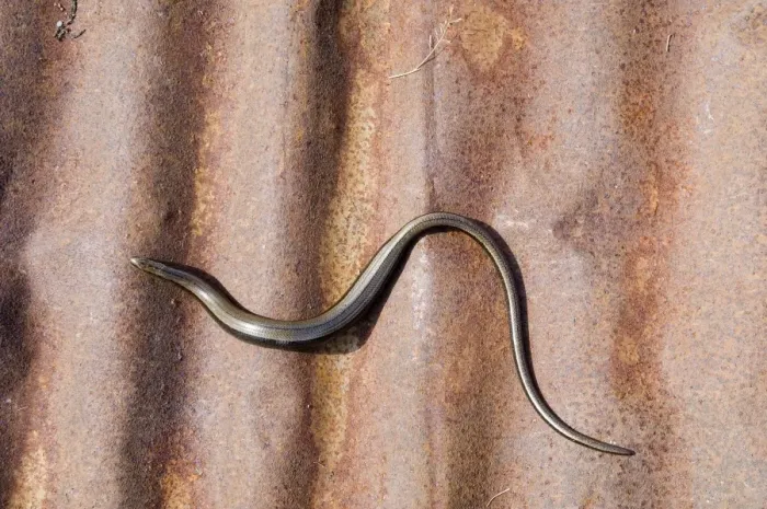 Framed Print : Slow-worm (Anguis fragilis) adult, basking on rusty corrugated iron sheet, Dorset, England, summer Framed Print : Slow-worm (Anguis fragilis) adult, basking on rusty corrugated iron sheet, Dorset, England, summer