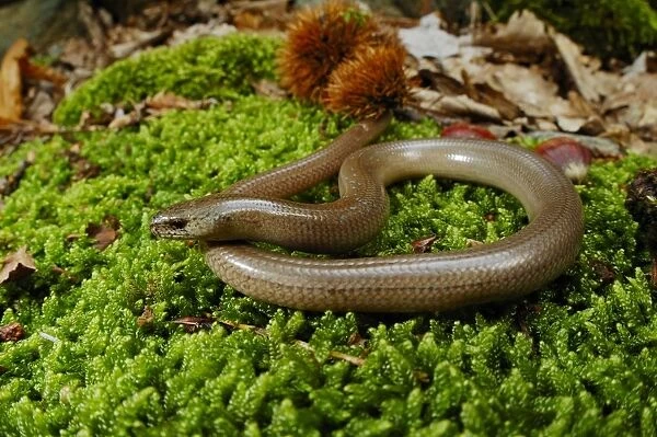 Slow-worm (Anguis fragilis) adult male, resting on forest floor, Italy, june