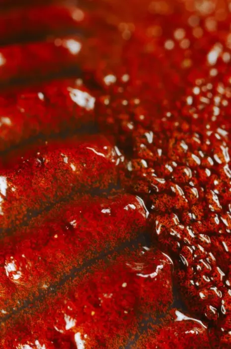 Framed Print : Slug (Gastropoda sp. ) adult, close-up of red skin, Italy, august Framed Print : Slug (Gastropoda sp. ) adult, close-up of red skin, Italy, august