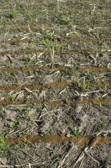 Framed Print : Slurry spread onto stubble field, from slurry tanker and slurry injector, Sweden, may Framed Print : Slurry spread onto stubble field, from slurry tanker and slurry injector, Sweden, may