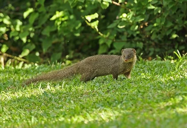 Small Asian Mongoose (Herpestes javanicus) introduced species, adult, standing on hotel lawn, St