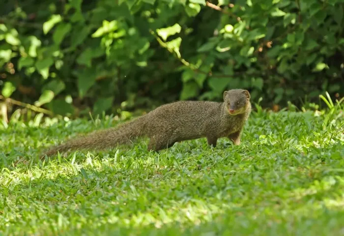 Framed Print : Small Asian Mongoose (Herpestes javanicus) introduced species, adult, standing on hotel lawn, St Framed Print : Small Asian Mongoose (Herpestes javanicus) introduced species, adult, standing on hotel lawn, St