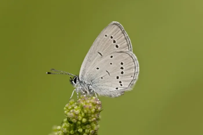 Framed Print : Small Blue (Cupido minimus) adult, resting on Salad Burnet (Sanguisorba minor) flowerhead, French Pyrenees, France Framed Print : Small Blue (Cupido minimus) adult, resting on Salad Burnet (Sanguisorba minor) flowerhead, French Pyrenees, France