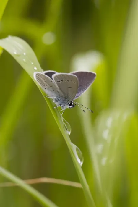 Framed Print : Small Blue (Cupido minimus) adult male, resting on grass after rainfall, Malling Down, East Sussex, England, June Framed Print : Small Blue (Cupido minimus) adult male, resting on grass after rainfall, Malling Down, East Sussex, England, June