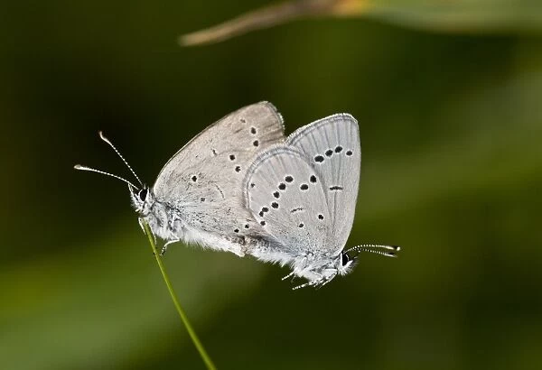 Small Blue (Cupido minimus) adult pair, mating on grass, French Pyrenees, France, June