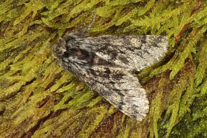 Framed Print : Small Brindled Beauty Moth (Apocheima hispidaria) adult male, resting on moss, Powys, Wales, february Framed Print : Small Brindled Beauty Moth (Apocheima hispidaria) adult male, resting on moss, Powys, Wales, february