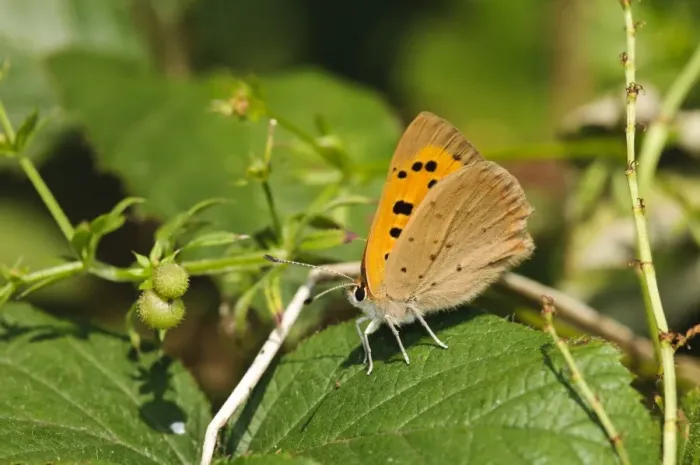 Framed Print : Small Copper (Lycaena phlaeas) adult, resting on leaf, Southwater Woods, West Sussex, England, July