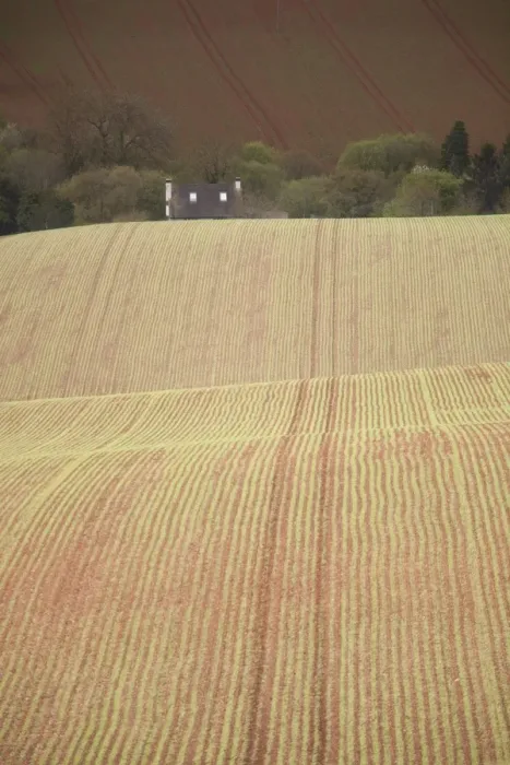 Framed Print : Small cottage partly obscured by rolling hills with new spring crop, at bottom of Raddon Hills, near Tiverton, Devon Framed Print : Small cottage partly obscured by rolling hills with new spring crop, at bottom of Raddon Hills, near Tiverton, Devon