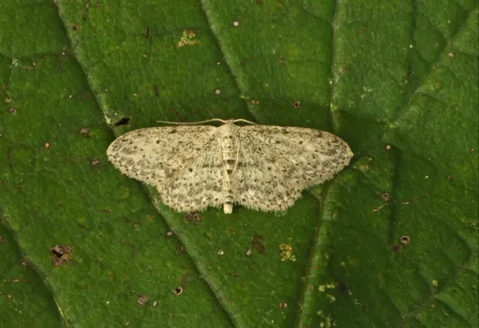 Framed Print : Small Dusty Wave (Idaea seriata) adult, resting on leaf, Norfolk, England, august
