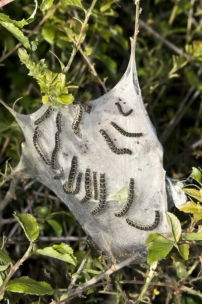 Small Eggar (Eriogaster lanestris) caterpillars, in woven silk tent, Dorset, England, may