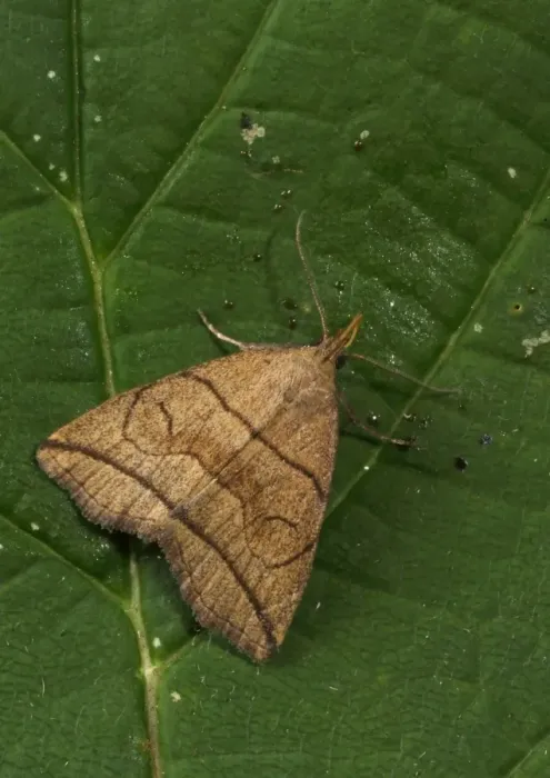 Framed Print : Small Fan-foot (Herminia grisealis) adult, resting on leaf, Norfolk, England, June Framed Print : Small Fan-foot (Herminia grisealis) adult, resting on leaf, Norfolk, England, June