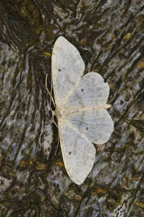 Framed Print : Small Fan-footed Wave (Idaea biselata) adult, resting on bark, Powys, Wales, July Framed Print : Small Fan-footed Wave (Idaea biselata) adult, resting on bark, Powys, Wales, July