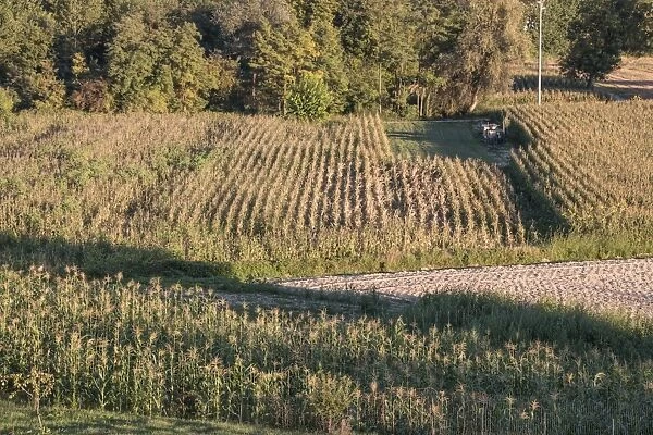 Small fields of maize being grown as animal feed in Northern Italy