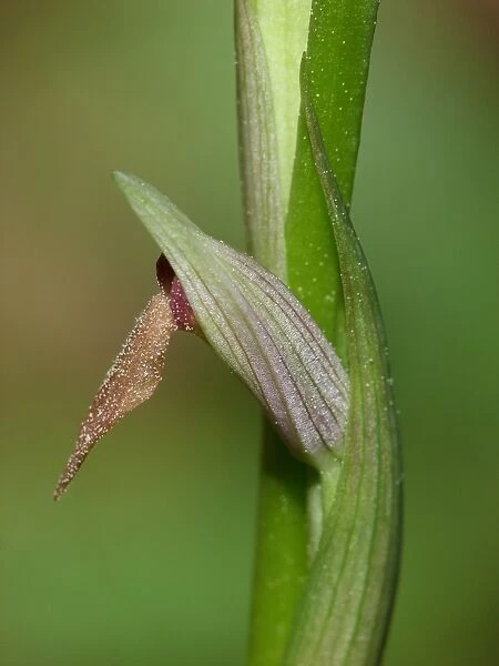 Small-flowered Tongue Orchid (Serapias parviflora) close-up of flower, Corsica, France, April