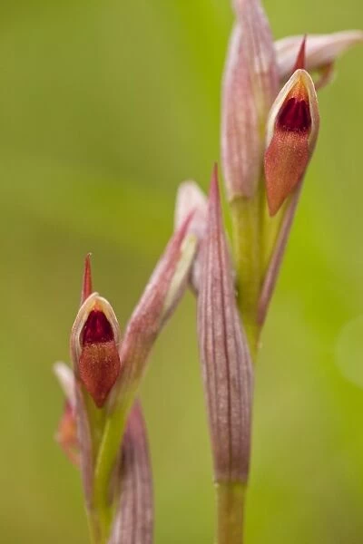 Small-flowered Tongue Orchid (Serapias parviflora) close-up of flowers, Southern Italy, april