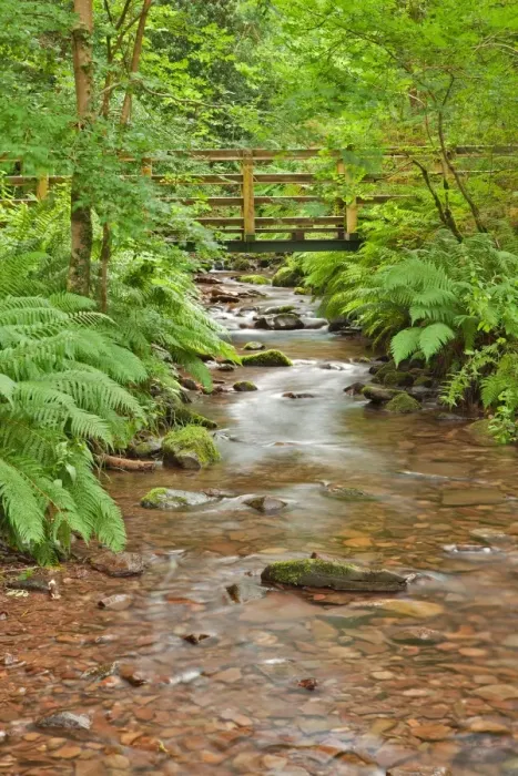 Framed Print : Small footbridge crossing stream in woodland, East Water, East Water Valley