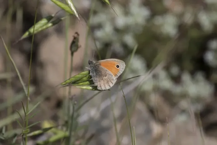 Framed Print : Small Heath Butterfly Framed Print : Small Heath Butterfly