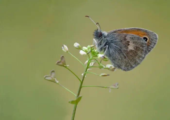 Framed Print : Small Heath (Coenonympha pamphilus) adult, resting on Shepherds Purse (Capsella bursa-pastoris) flowers, Corsica