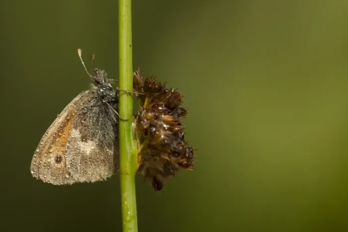 Framed Print : Small Heath (Coenonympha pamphilus) adult, covered with raindrops after rain, resting on stem, Derbyshire, England
