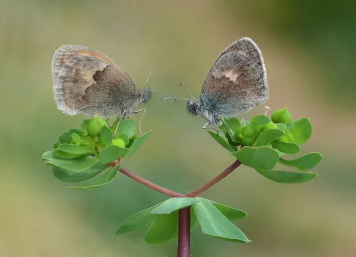 Framed Print : Small Heath (Coenonympha pamphilus) two adults, roosting on euphorbia leaves, Corsica, France, May Framed Print : Small Heath (Coenonympha pamphilus) two adults, roosting on euphorbia leaves, Corsica, France, May