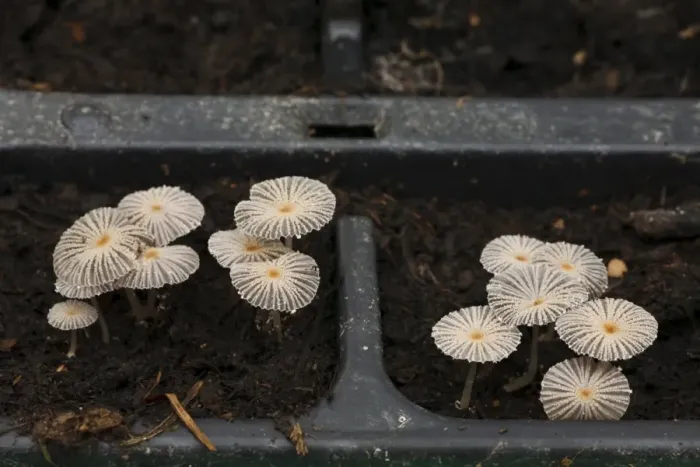 Framed Print : Small Inkcap Fungi (Coprinus sp. ) fruiting bodies, growing out of compost in plant trays, Powys, Wales, February Framed Print : Small Inkcap Fungi (Coprinus sp. ) fruiting bodies, growing out of compost in plant trays, Powys, Wales, February