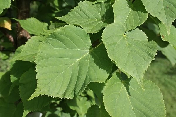 Small-leaved Lime (Tilia cordata) close-up of leaves, growing in woodland, Vicarage Plantation, Mendlesham, Suffolk
