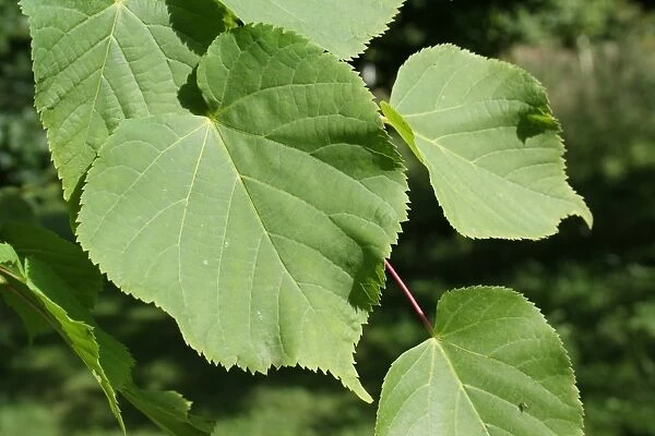 Small-leaved Lime (Tilia cordata) close-up of leaves, growing in woodland, Vicarage Plantation, Mendlesham, Suffolk