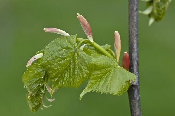 Small-leaved Lime, Tilia cordata, young leaves and bracts on a tree in spring, April