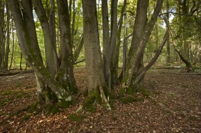 Framed Print : Small-leaved Lime (Tilia cordata) ancient coppiced trunk, growing in woodland habitat Framed Print : Small-leaved Lime (Tilia cordata) ancient coppiced trunk, growing in woodland habitat
