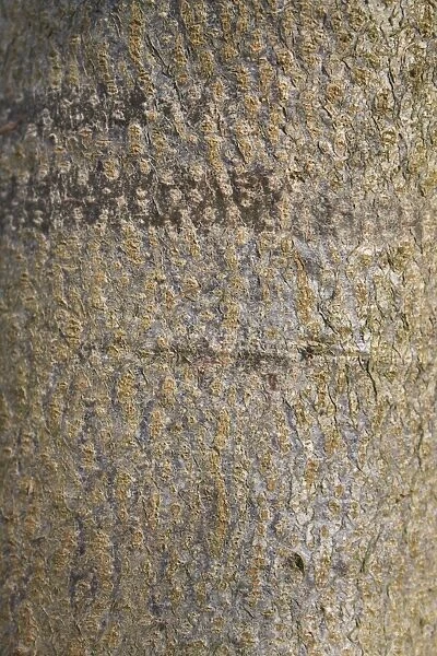Small-leaved Lime (Tilia cordata) close-up of bark, growing in woodland, Vicarage Plantation, Mendlesham, Suffolk