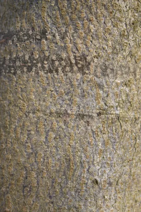 Framed Print : Small-leaved Lime (Tilia cordata) close-up of bark, growing in woodland, Vicarage Plantation, Mendlesham, Suffolk