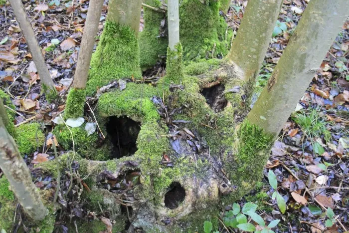 Framed Print : Small-leaved Lime (Tilia cordata) close-up of coppiced stool with moss, in coppice woodland reserve Framed Print : Small-leaved Lime (Tilia cordata) close-up of coppiced stool with moss, in coppice woodland reserve