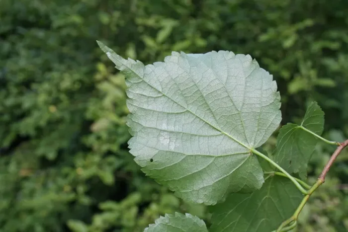 Framed Print : Small-leaved Lime (Tilia cordata) close-up of leaf underside, growing in woodland, Vicarage Plantation, Mendlesham Framed Print : Small-leaved Lime (Tilia cordata) close-up of leaf underside, growing in woodland, Vicarage Plantation, Mendlesham