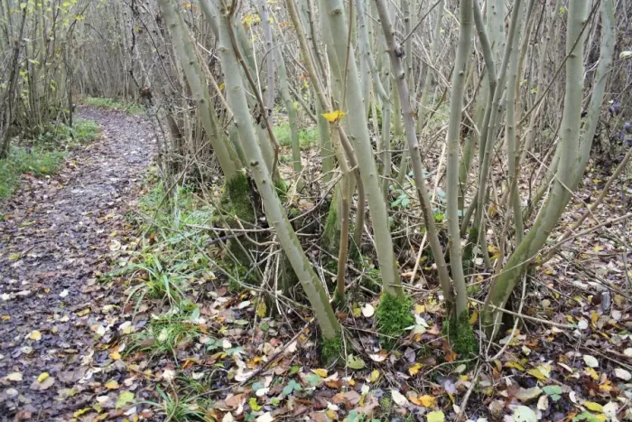 Framed Print : Small-leaved Lime (Tilia cordata) coppiced stool, beside path in coppice woodland reserve, Bradfield Woods N. N. R Framed Print : Small-leaved Lime (Tilia cordata) coppiced stool, beside path in coppice woodland reserve, Bradfield Woods N. N. R
