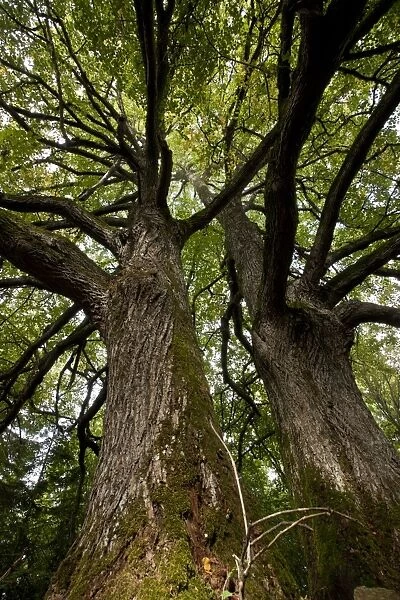 Small-leaved Lime (Tilia cordata) trunks, ancient trees, Kesse Island, Gulf of Finland, Baltic Sea, Estonia, september