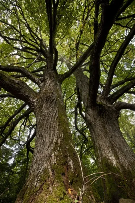 Framed Print : Small-leaved Lime (Tilia cordata) trunks, ancient trees, Kesse Island, Gulf of Finland, Baltic Sea, Estonia, september Framed Print : Small-leaved Lime (Tilia cordata) trunks, ancient trees, Kesse Island, Gulf of Finland, Baltic Sea, Estonia, september
